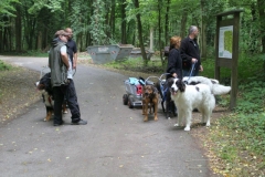 Zughunde_Oberwald_01_07_2017_03
