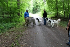 Zughunde_Oberwald_01_07_2017_06