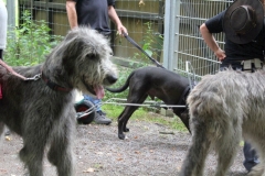 Zughunde_Oberwald_01_07_2017_12
